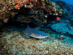 Hanging - Whitetip Reef Shark - Triaenodon obesus - Gilli... by Stefan Follows 